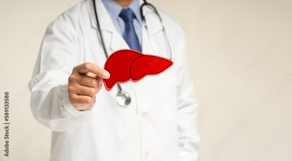 Doctor holding a liver shape symbol while standing in a hospital Doctor holding a liver shape symbol while standing in a hospital