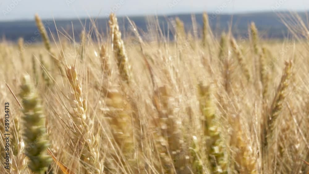 wheat field ready to harvest and woman hand caresses the ears of wheat.girl passing in field in blue jeans.granny hands with fresh whole grains bread healthy nutrition 4k real time wheat field ready to harvest and woman hand caresses the ears of wheat.girl passing in field in blue jeans.granny hands with fresh whole grains bread healthy nutrition 4k real time