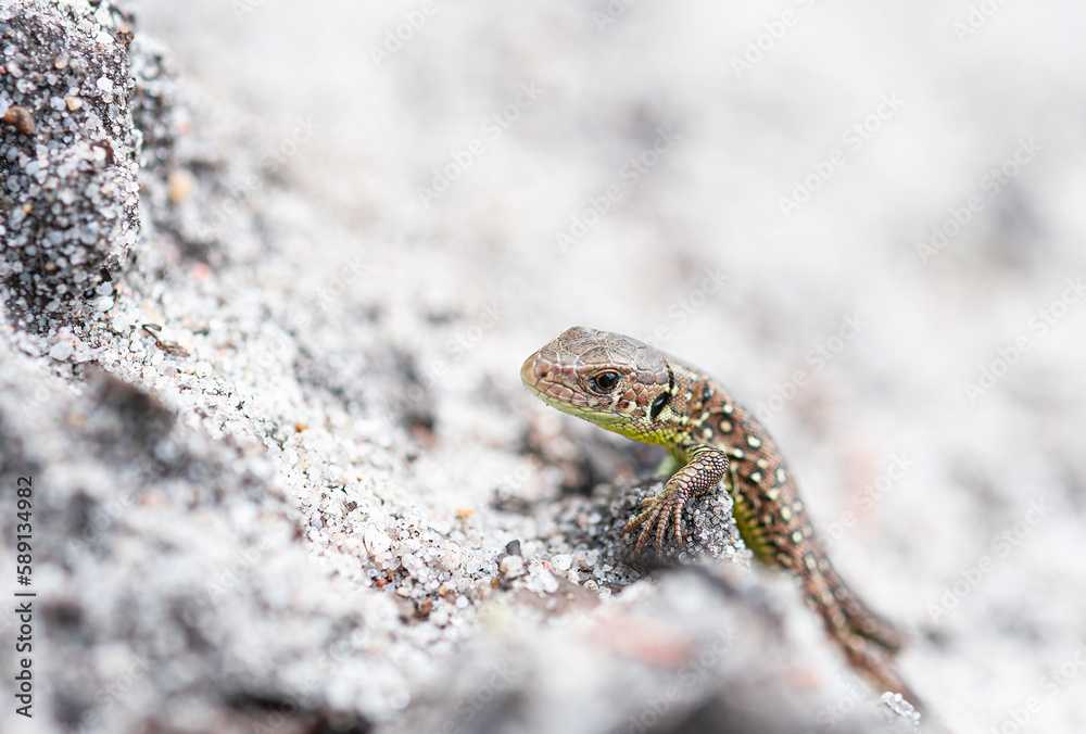 Naklejka premium Close up of sand lizard on sand background