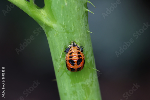The pupal stage of the ladybug is attached to the stem. The orange pupa with black markings. Organic Pest Control. Aphid predator. Harmonia axyridis, aka the harlequin or multicoloured Asian. photo