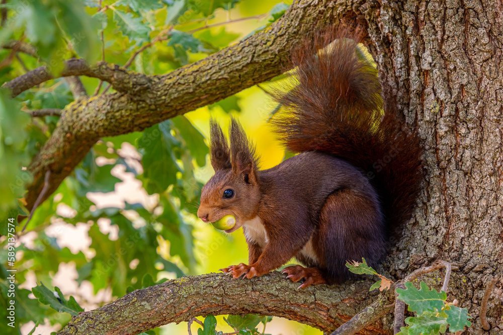 Curious squirrel with green nut in mouth on tree branch Curious squirrel with green nut in mouth on tree branch