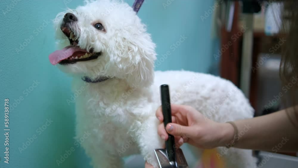 Bichon Dog getting groomed at salon. Professional cares for a dog in a specialized grooming salon. 4K
