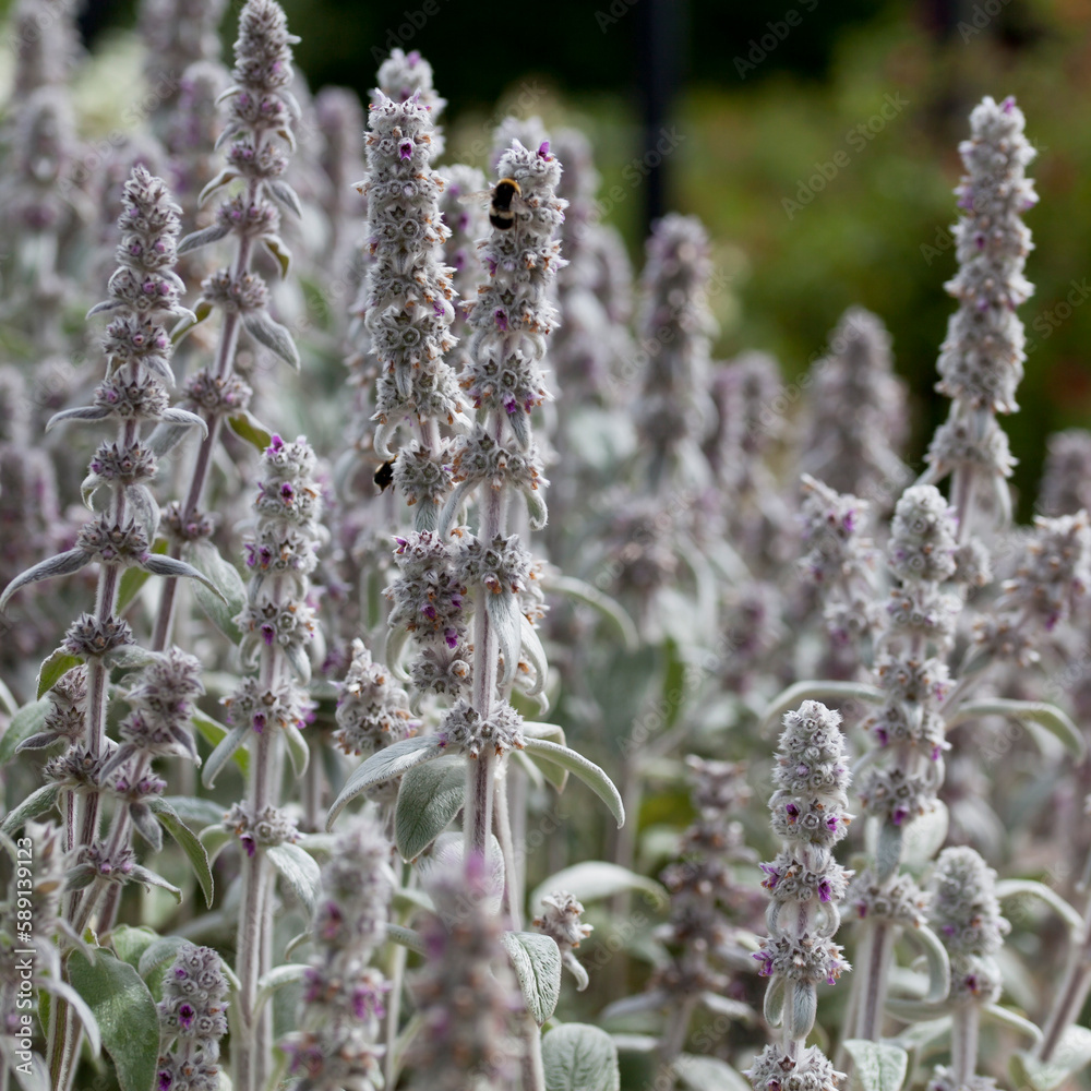 Lamb's ear plant Stachys Byzantina blooming in violet in the