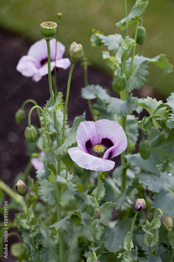 Papaver somniferum, commonly known as the opium poppy or breadseed