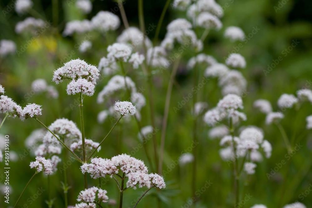Valerian - Valeriana officinalis, is a perennial flowering plant native to Europe and Asia. Valerian - Valeriana officinalis, is a perennial flowering plant native to Europe and Asia.