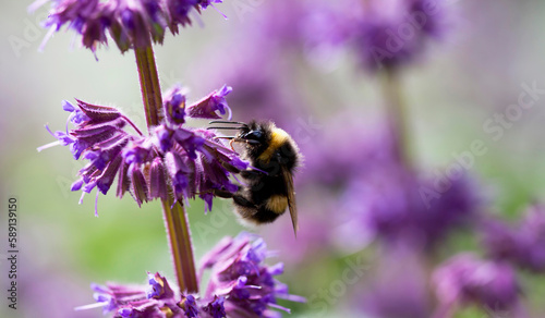 Purple lilac sage (Salvia verticillata -  Purple Rain) - a beautiful ornamental plant in the naturalistic native border in the cottage garden.  photo