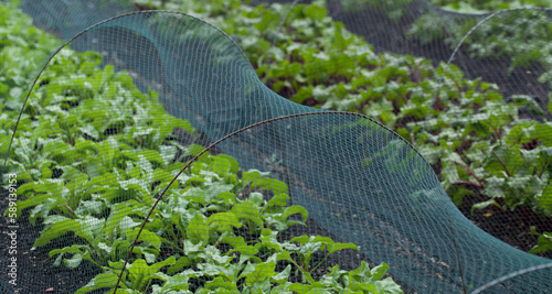 Photography Beetroot and Swiss Chard plants growin in the vegetable farm under the plastic net protection