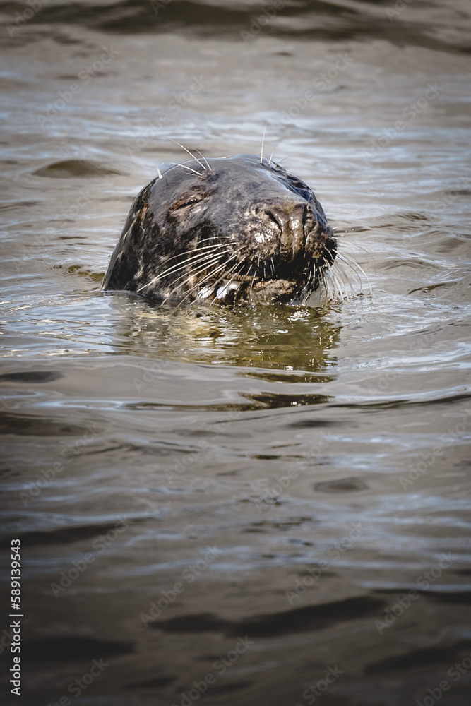 Fototapeta premium seal swimming