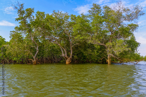 Palétuviers dans une mangrove