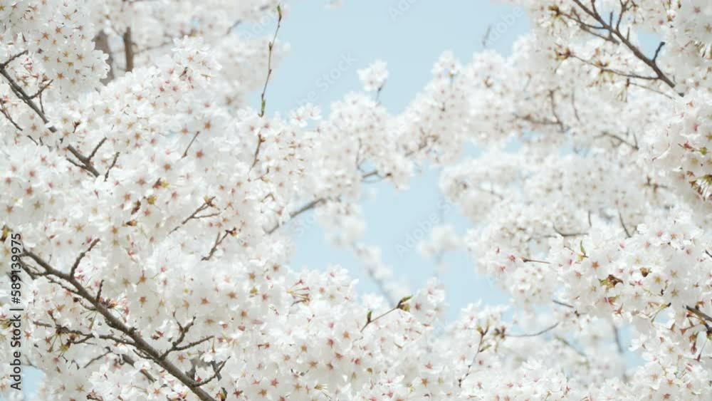 Blooming flowers sakura tree in spring - close-up on branches against blue sky
Blooming flowers sakura tree in spring - close-up on branches against blue sky