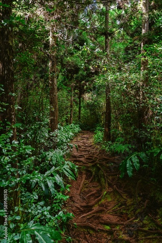 Beautiful view of a lovely forest with thick bushes and lush green trees under bright sunlight