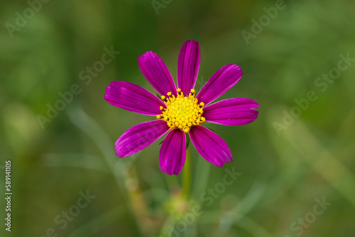Beautiful purple Cosmos flower in the garden. Violet flowers pictures. Cosmos bipinnatus, commonly called the garden cosmos