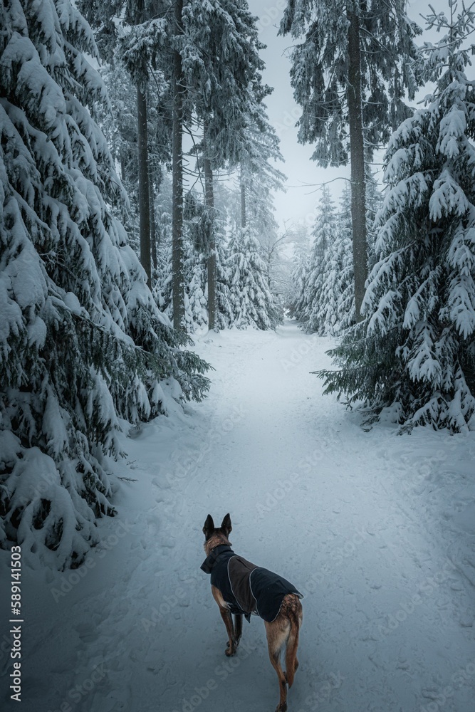 Vertical shot of a big dog looking at the winter forest covered with tall trees and snow