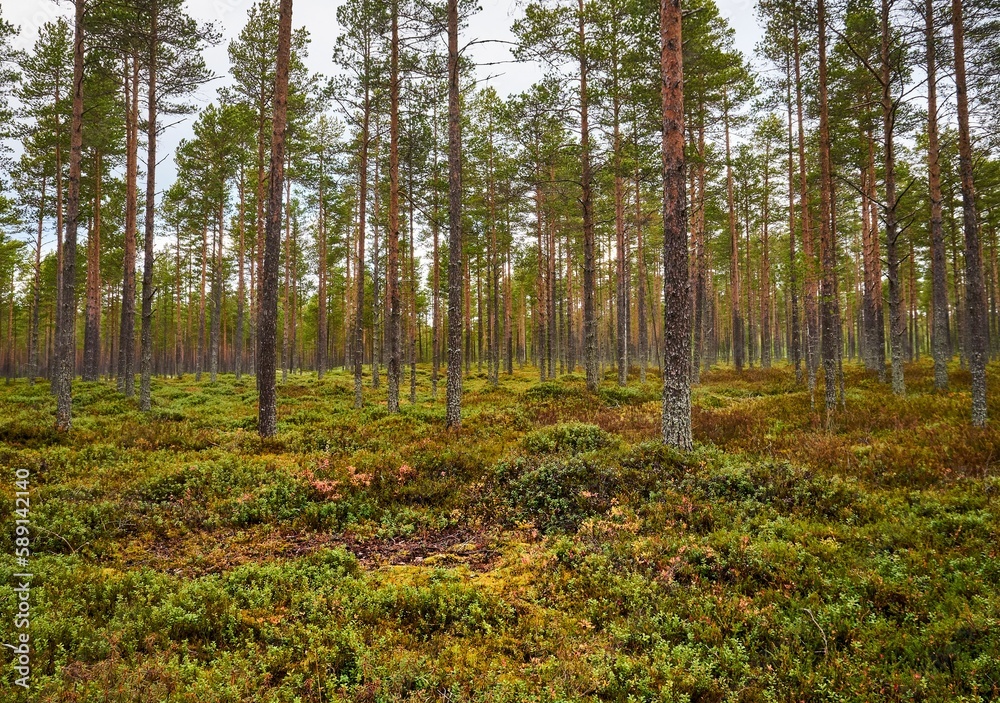 Beautiful shot of a lush forest with thin trees Beautiful shot of a lush forest with thin trees