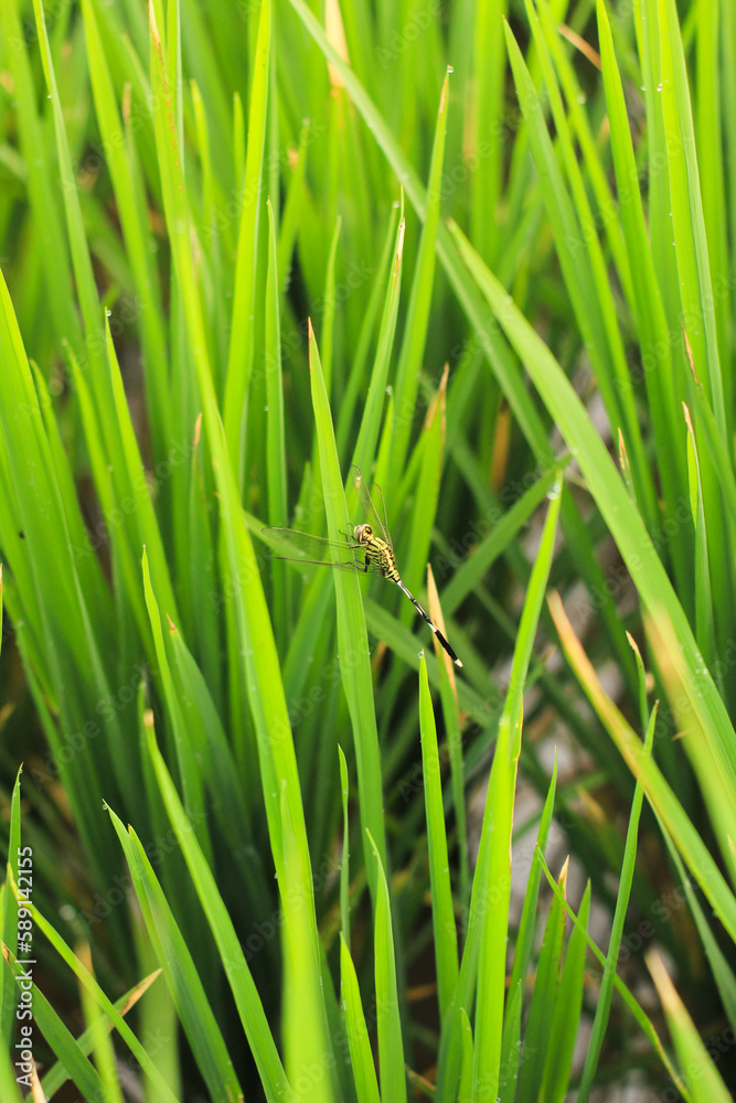 Green dragonflies perch on rice plants. Buffalo Dragonflies. Green dragonflies perch on rice plants. Buffalo Dragonflies.