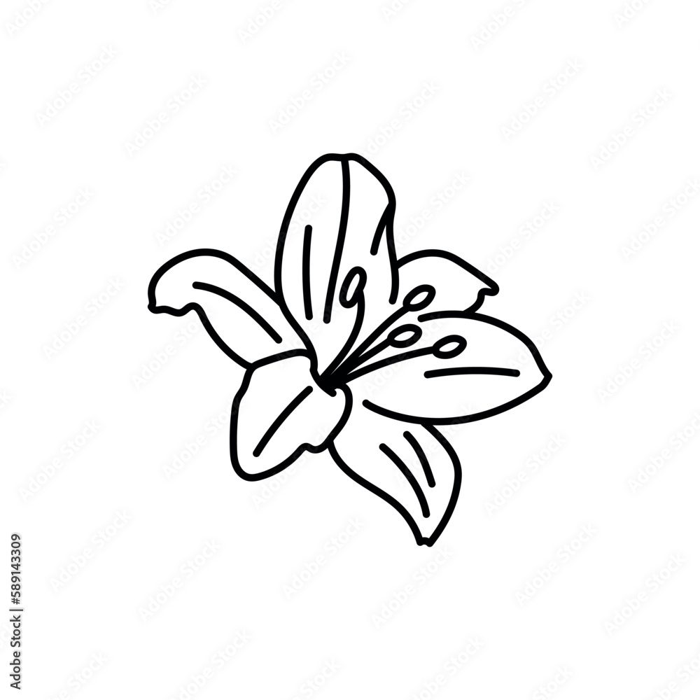 Lily flower black line