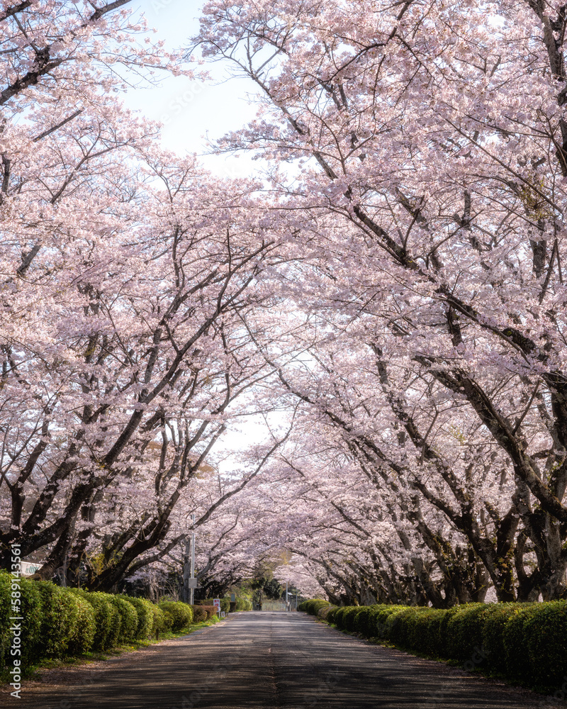 茨城県高萩市　桜満開のさくら宇宙公園