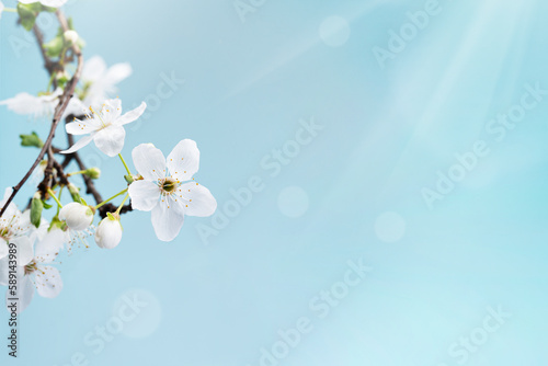 Beautiful floral spring.Beautiful spring background with branch of blossoming tree and flash of sun in nature