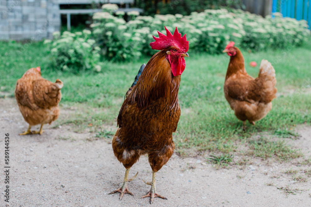 Fototapeta premium a rooster in the Farm, pedigree rooster