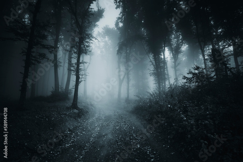 dark spooky forest road at night