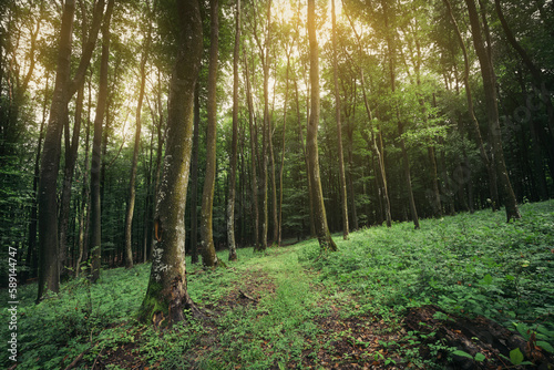 sun light in green forest a...