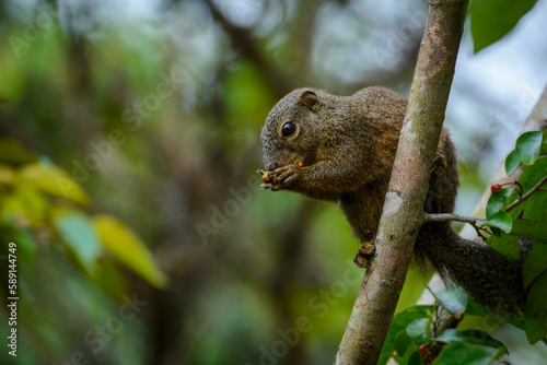 Red-legged Sun Squirrel (Heliosciurus rufobrachium) feeding. Odzala-Kokoua National Park. Cuvette-Ouest Region. Republic of the Congo