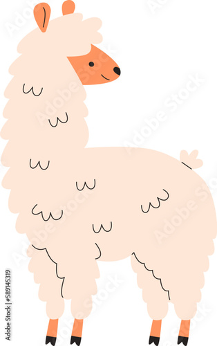 Lama Animal Staying