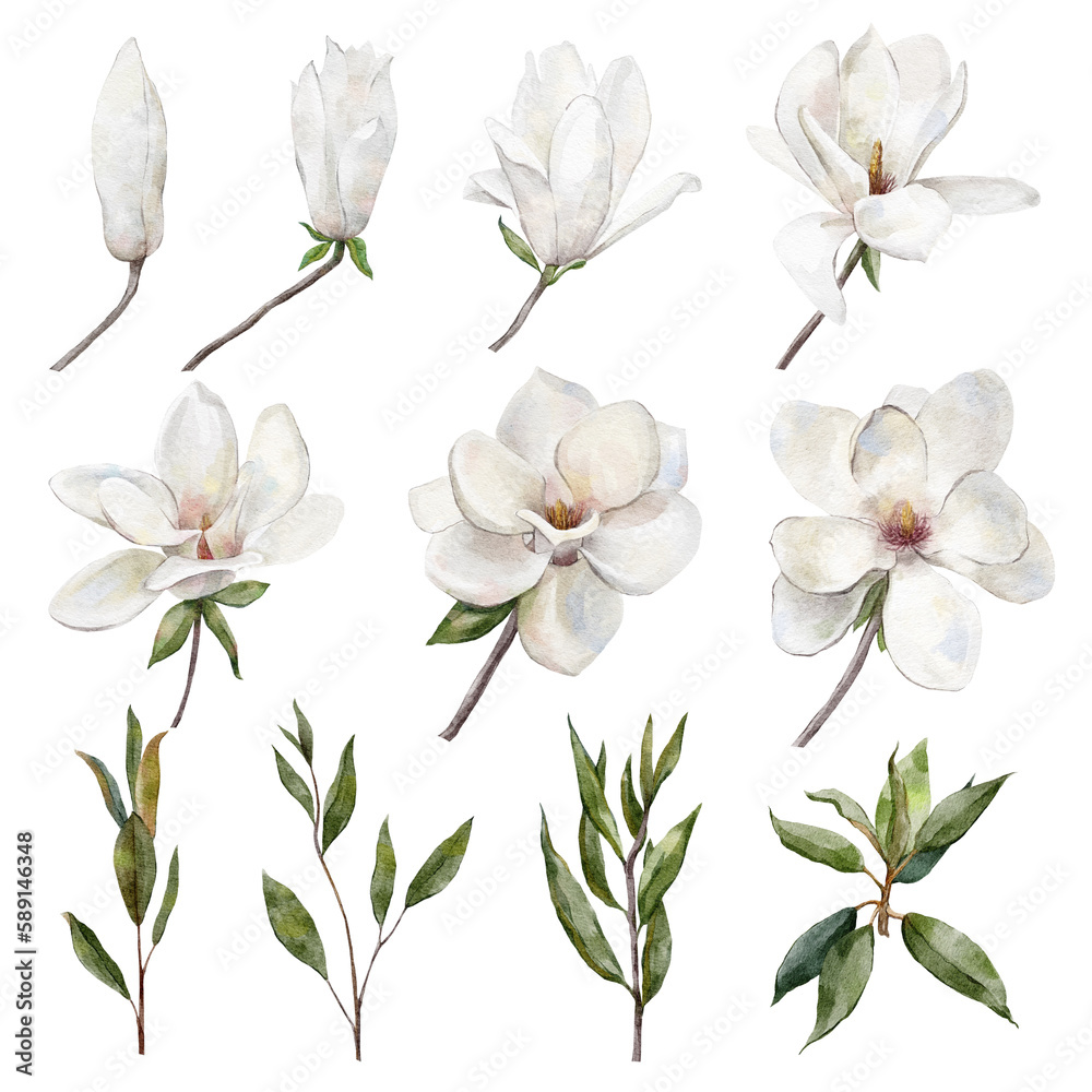 set of white magnolia flowers
