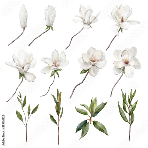 set of white magnolia flowers