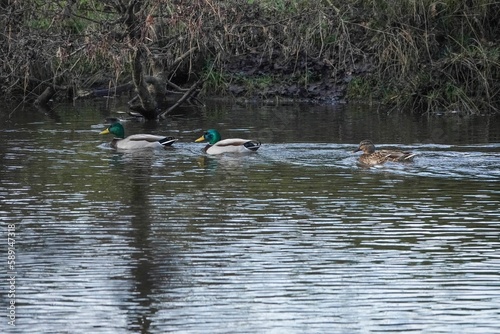 Group of ducks swimming in a lake