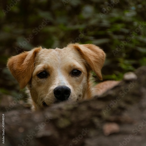 Close-up portrait of a Kokoni dog hiding behind the branch