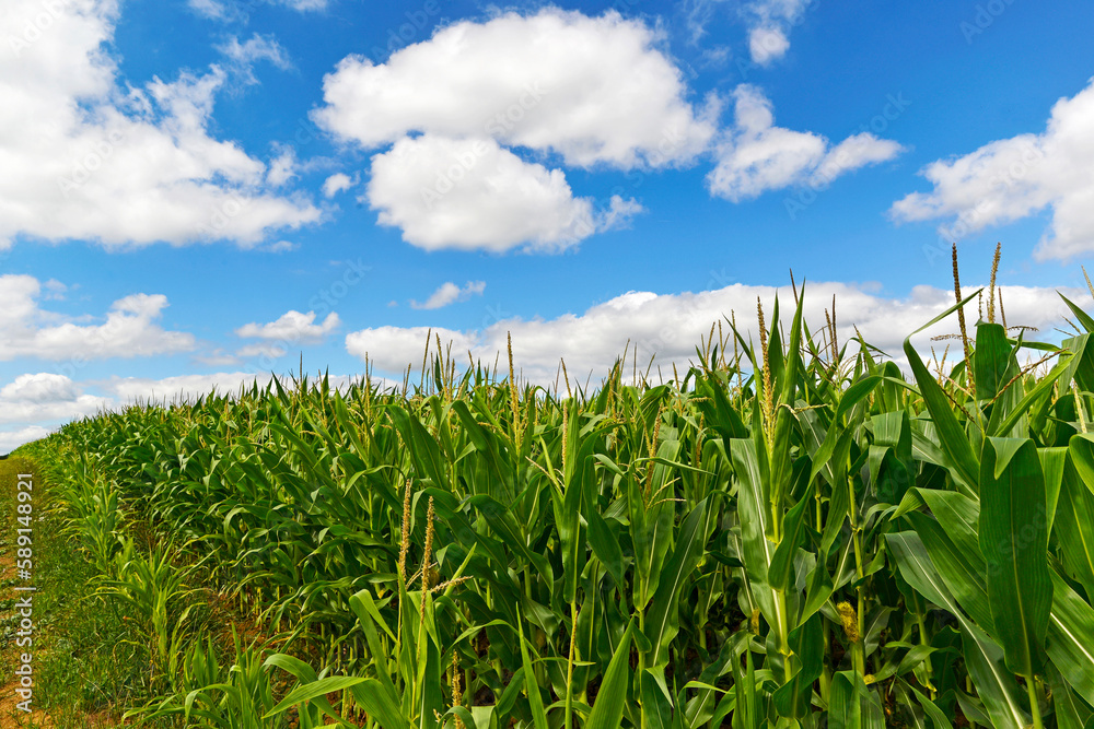 Obraz premium Champ de maïs