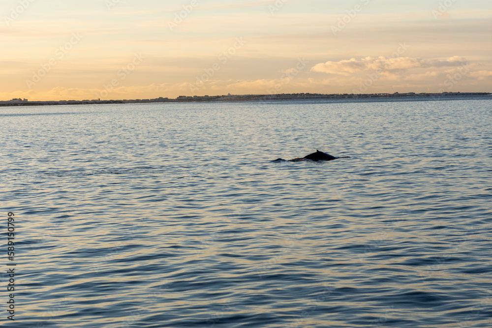Obraz premium Imagen de una ballena jorobada sal sacando la alerta con el atardecer de fondo