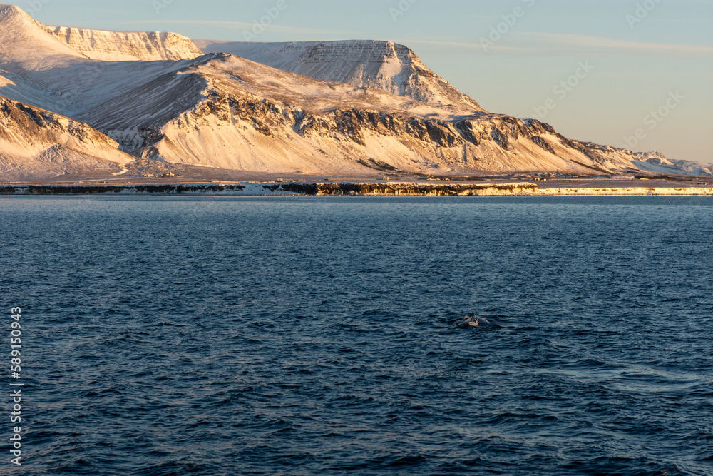 Imagen del paisaje nevado con el cielo azul y una ballena jorobada sacando la aleta en el mar