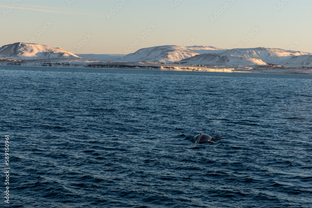 imagen de la aleta de una ballena jorobada en el mar con las montañas nevadas de fondo y el cielo azul