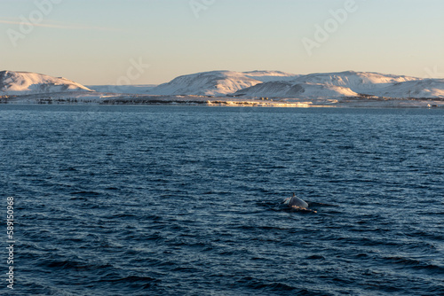 imagen de la aleta de una ballena jorobada en el mar con las montañas nevadas de fondo