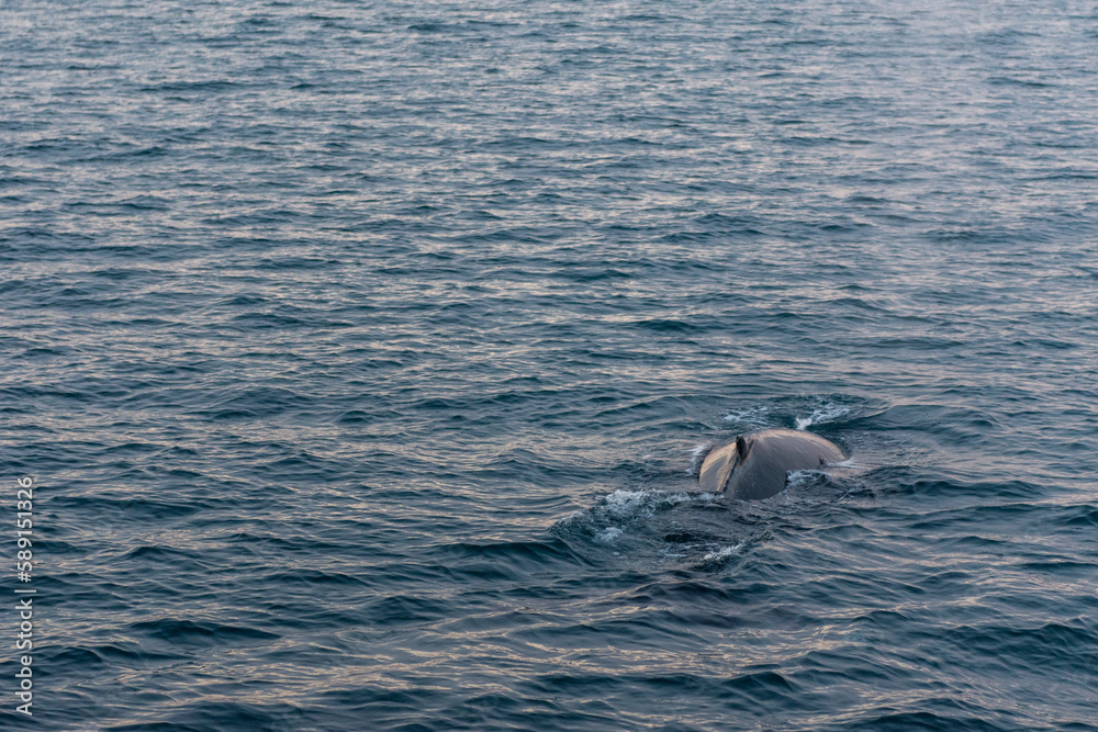 Obraz premium imagen de la aleta de una ballena jorobada en el mar