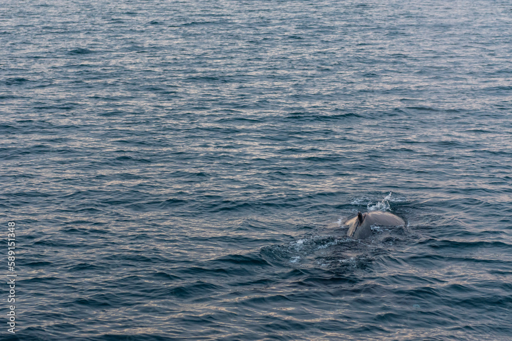 Imagen de la espalda de una ballena jorobada saliendo del mar Imagen de la espalda de una ballena jorobada saliendo del mar