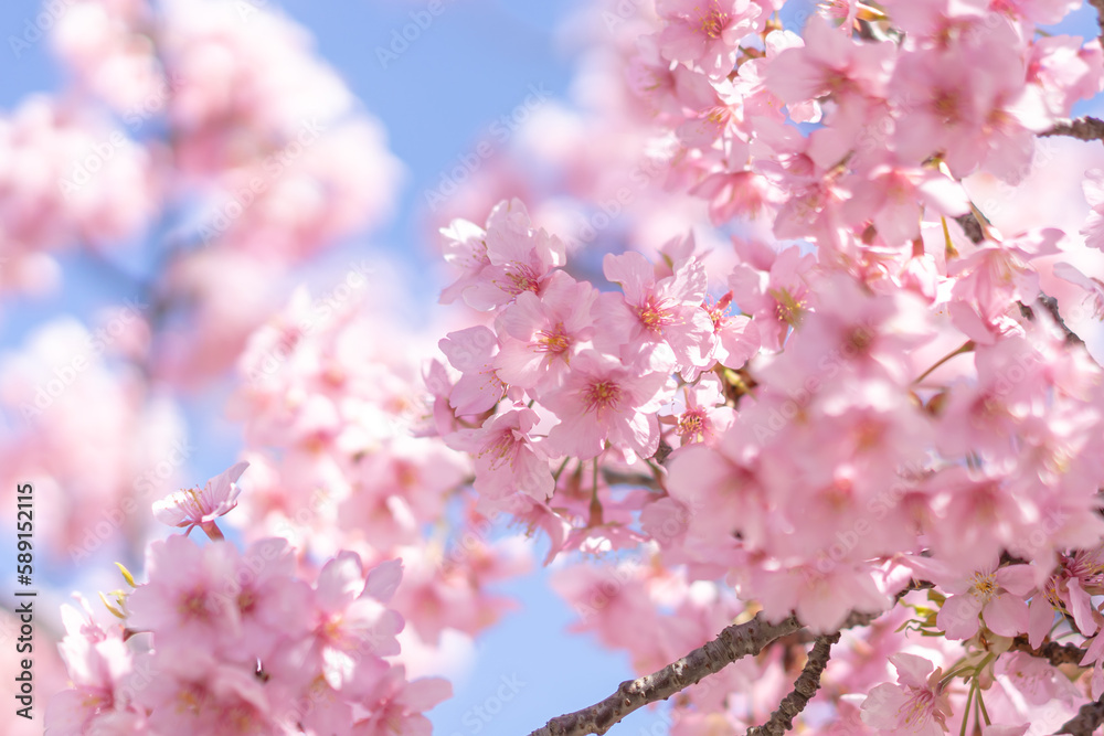 pink cherry blossom