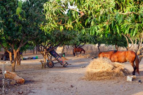 Chevaux dans une cour au Sénégal photo