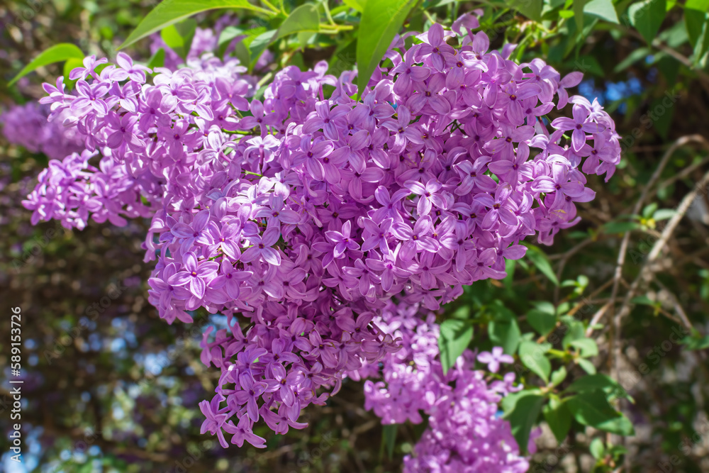 lilac flowering branch of lilac. purple flowers in spring lilac flowering branch of lilac. purple flowers in spring