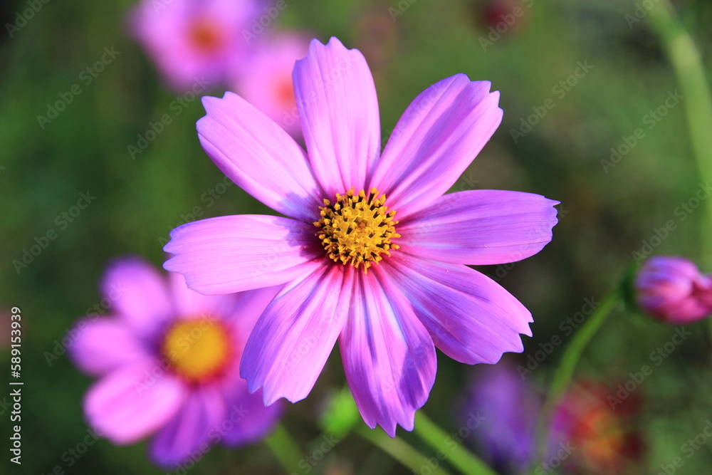 pink cosmos flowers in the garden naturally beautiful.Macro image. pink cosmos flowers in the garden naturally beautiful.Macro image.
