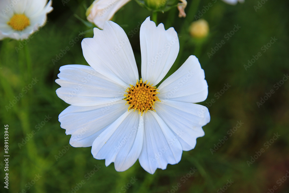 white cosmos flowers in the garden naturally beautiful.Macro image. white cosmos flowers in the garden naturally beautiful.Macro image.