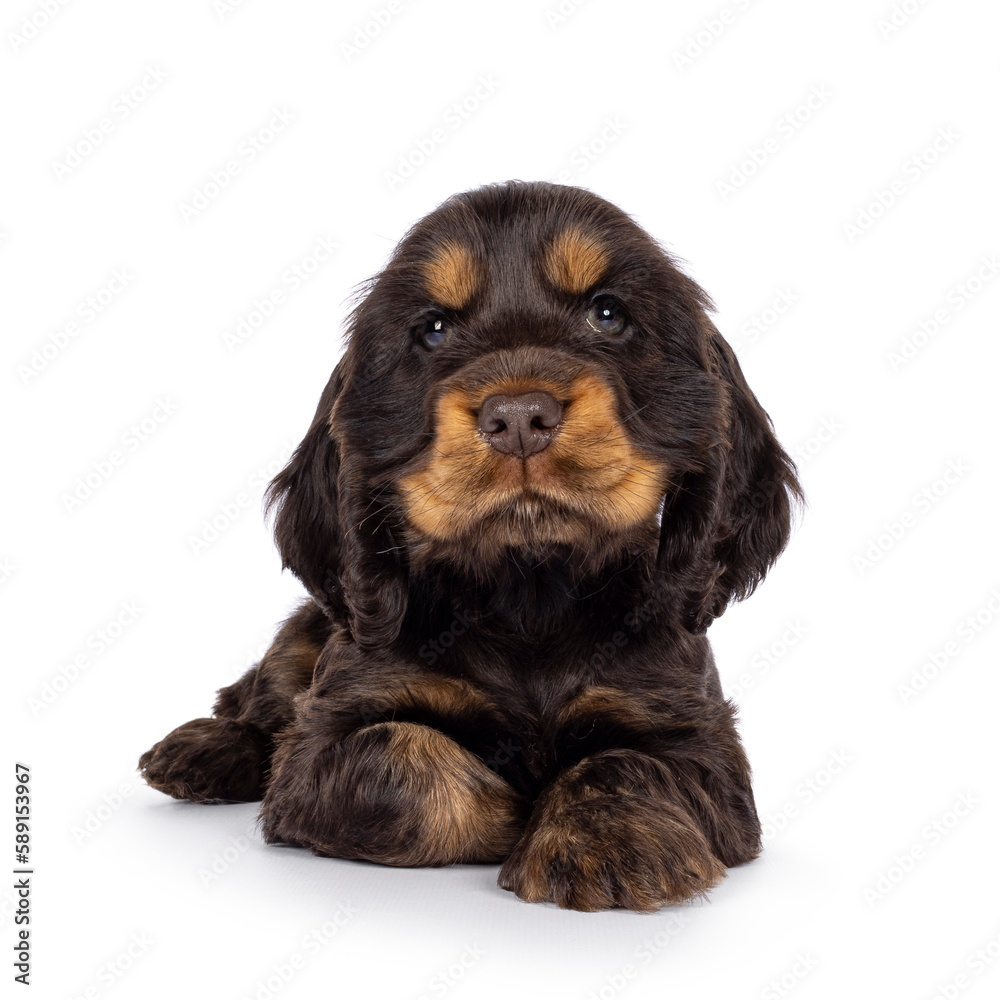 Cute choc and tan English Coclerspaniel dog puppy, laying down facing front. Looking towards camera, isolated on a white background.