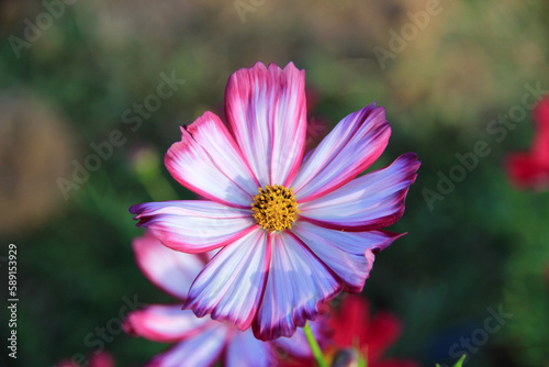 pink cosmos flowers in the garden naturally beautiful.Macro image.