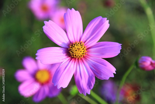 pink cosmos flowers in the garden naturally beautiful.Macro image.