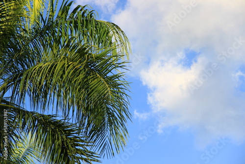 plam tree or coconut branch with bluesky background. © Parichart