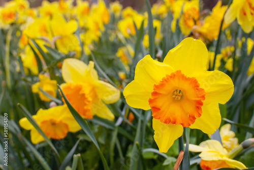 yellow daffodil. meadow with blooming daffodils in spring