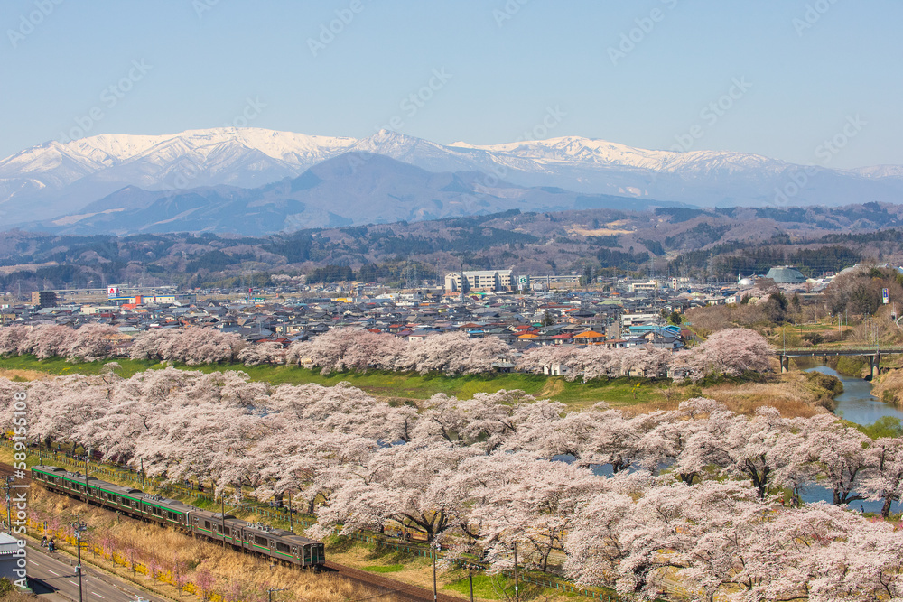 千本桜と列車