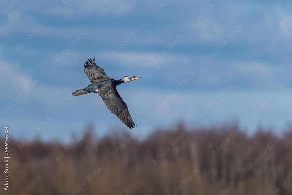 Fototapeta premium Great cormorant in flight 